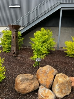 One of the Ginkgo trees beside the metal sculpture and in front of large boulders in the planting bed